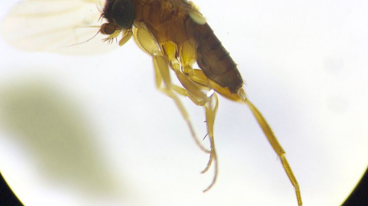 De talrika puckelflugorna hör till de minst kända insekterna i Sverige. Här en hane ur det enorma släktet Megaselia. Foto: Sibylle Häggqvist, Naturhistoriska riksmuseet 