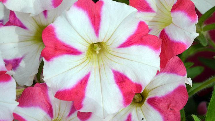 Visst, det är en blomma, men ser du mönstret i form av hjärtan?!