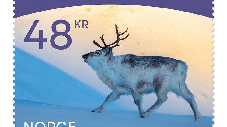 Svalbard - Svalbardrein