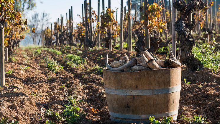 Den biodynamiskt odlade vingården Vinya dela Fòssils
