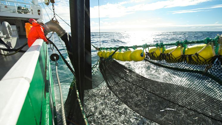 Makrillfiske i Norge. Foto: Johan Wildhagen