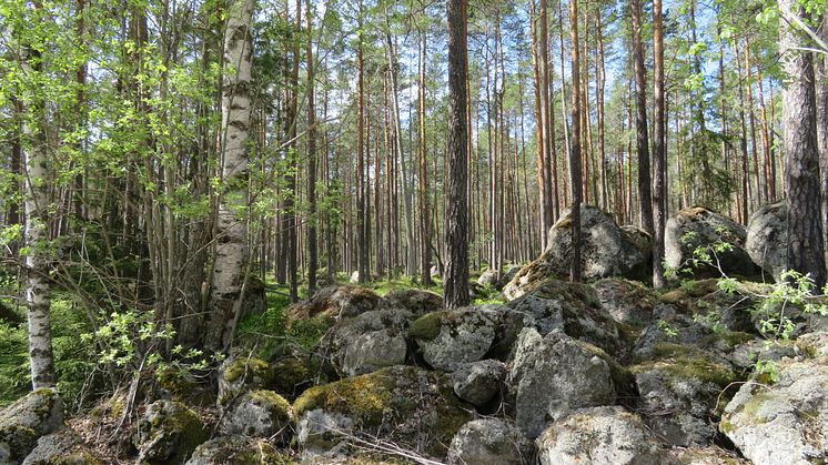 Norr Skålö i Vansbro kommun är ett av de två nybildade reservaten i Dalarna, det andra är Bredvalla, i Malung-Sälens kommun.