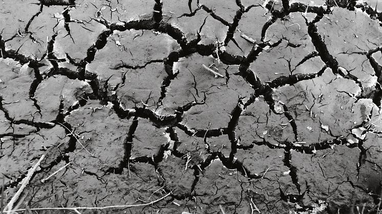 Cracked mud