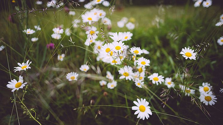Midsommar och ruskväder förhindrade nytt prisrekord