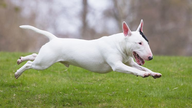 miniatyrbullterrier