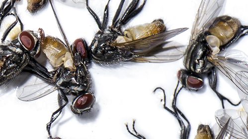 “The Fly Trap” is the first volume of Ig Nobel Prize winner Fredrik Sjoberg’s autobiographical trilogy, “En Flugsamlares Vag” (“The Path of a Fly Collector”). 