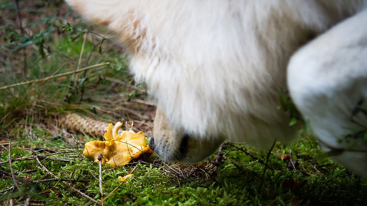 Kantareller är en bra svampsort att börja träna med. Foto: Sveland Djurförsäkringar