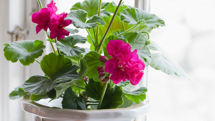 Nyhet: 100-åriga pelargoner!