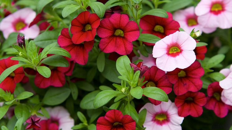 Petunia hängpetunia