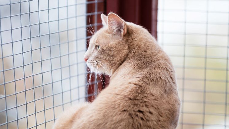 Samarbete för att hjälpa hemlösa katter 