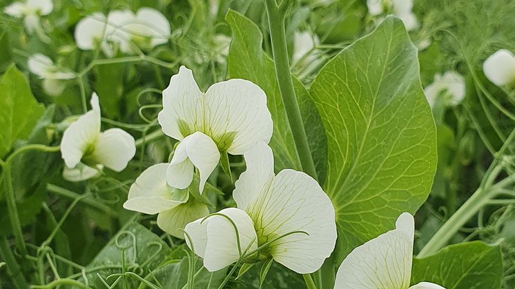 Ärter_blommor small.jpg