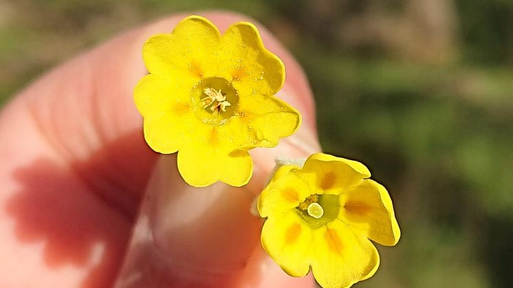 Gullvivor har två olika blomtyper. Den långstiftade (L-morf) har lång pistill och korta ståndare medan den kortstiftade (S-morf) har kort pistill och höga ståndare. Foto: Sara Cousins