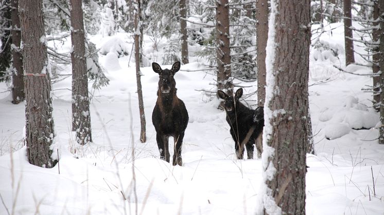 Redskap för ny älgförvaltning i Fakta Skog från SLU