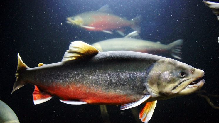 Fiskfoder med vete och svamp