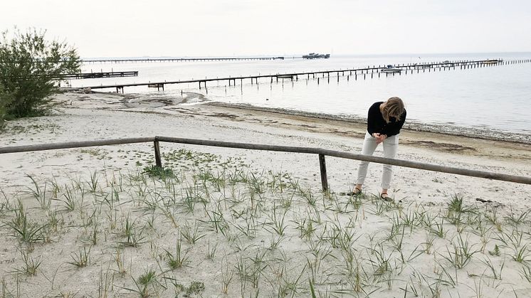 Erika från Veg Tech inspekterar nyplanterade strandråg och sandrör.