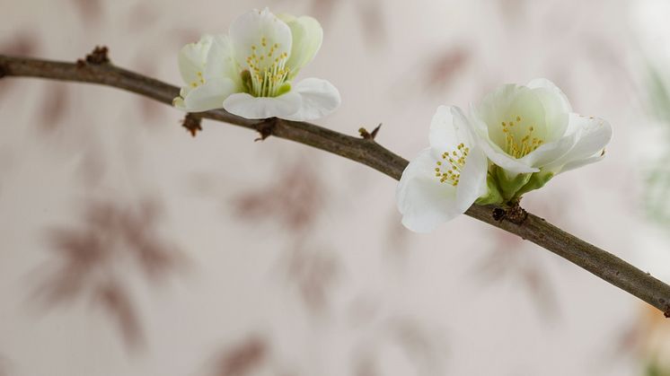 Ink_Bamboo-2_Image_Roomshot_Item_3112_008_PR