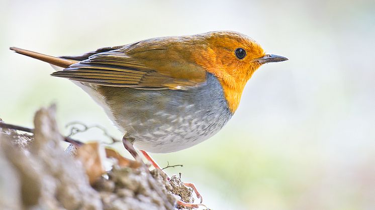 Japanese robin