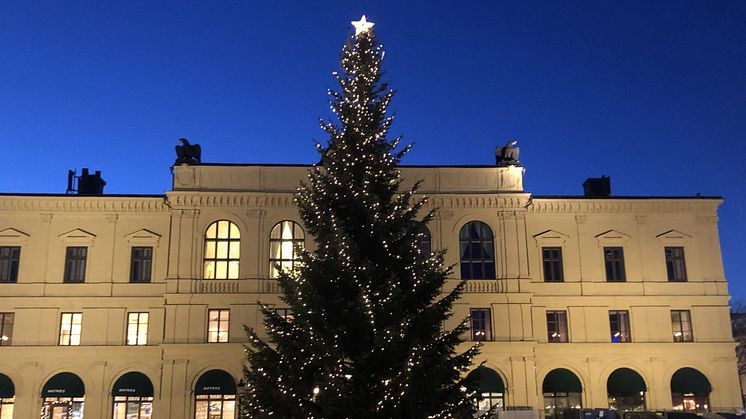 Karlstads kommun söker gran till Stora torget