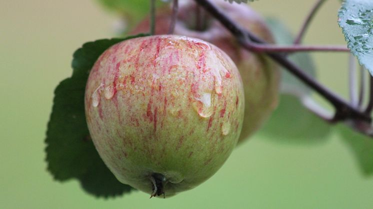 Äppeldagar med fruktutställning och sortbestämning