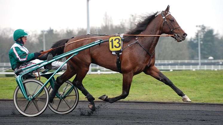 Stefan Hultman: Maharajah startar i Prix d’Amerique