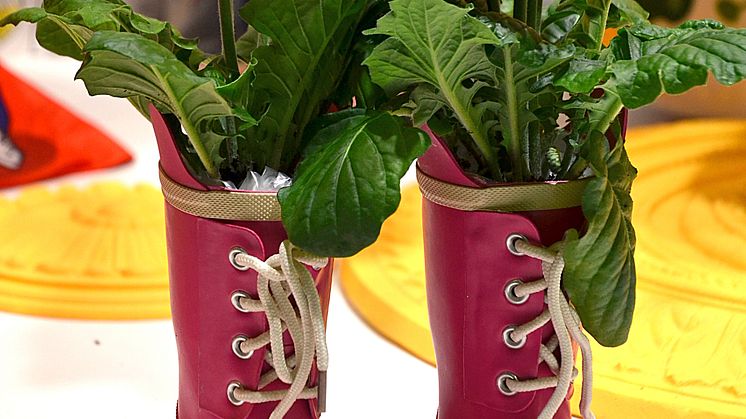 Gerbera