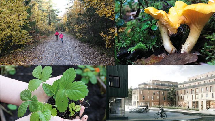 Dags för första spadtaget i friluftsstadsdelen Kristineberg