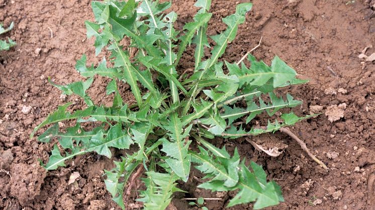 01_Dandelion_untreated_Neudorff.jpg