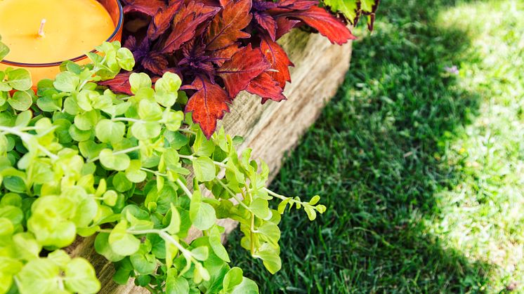 Palettblad, stjärnöga och penningblad. Kontastplantering  i mustiga toner