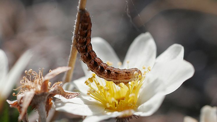 Särskilt på natten kryper larverna av svart hedfly upp i fjällsippans blomställningar, där den äter både ståndare och pistill. Detta minskar växtens frösättning och hämmar dess fortplantning. Foto: Tuomas Kankaanpää