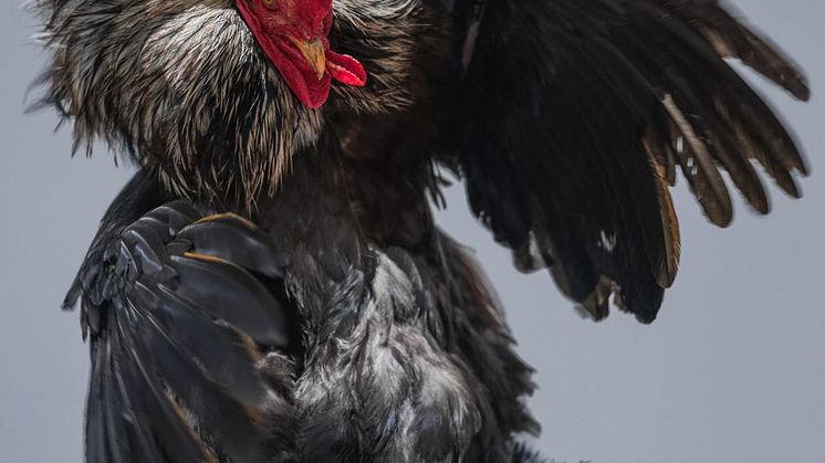 Heji Shin, Big Cock, 2020. Erling Kagge Collection. (utsnitt).