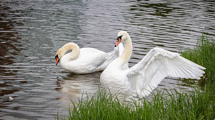 Vannspeilet i Middelalderparken