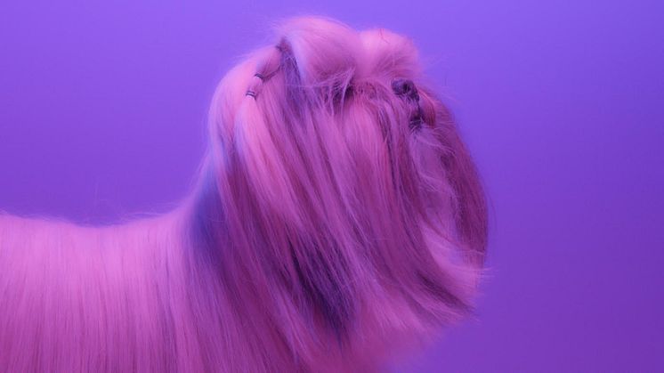 Dog Karaoke 1