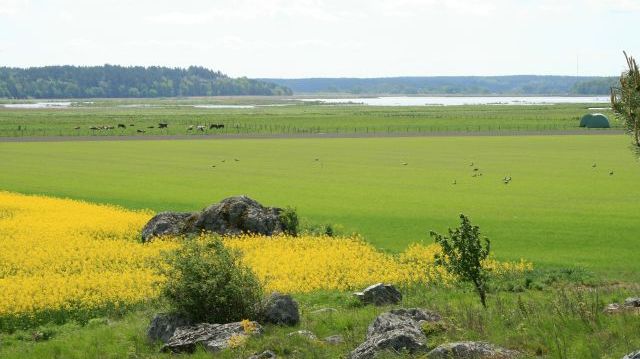 Årets höstrapsareal tangerar rekordarealen från hösten 2016. Foto: Janne Linder.