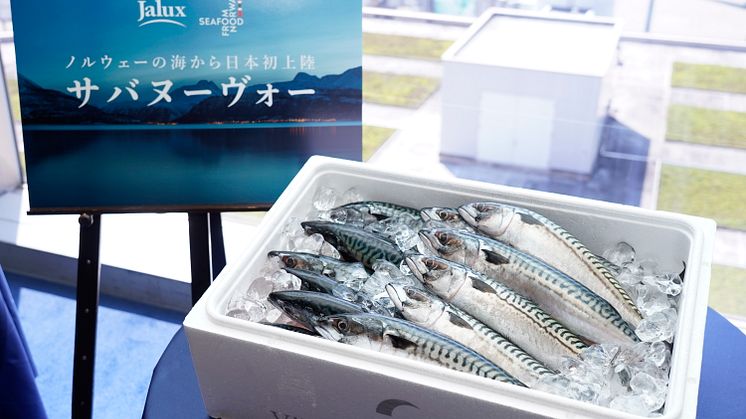 Den aller første forsendelsen av fersk norsk makrell til Japan FOTO: Norges sjømatråd