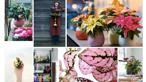 Elmia Garden Trends 2022 | Lust och längtan | Växter inne