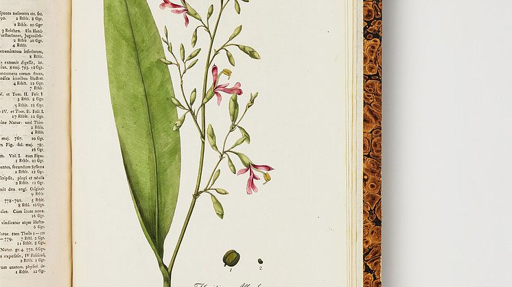Rare Work on Chinese Plants