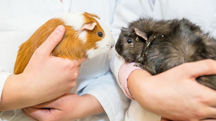 Lärande i Sverige i nationellt   APL-samarbete med Zoobranschens Riksförbund