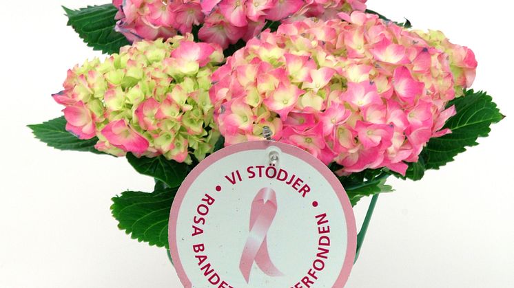 Dagens Rosa Produkt 26 oktober - en Hortensia från Mäster Grön