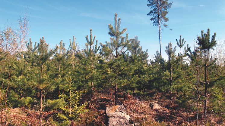 De svenska skogen binder varje år in 160 miljoner ton koldioxid. Foto: Kjell Andersson