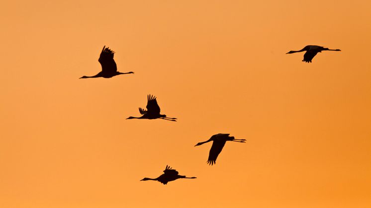Kraniche beim Anflug auf den Schlabendorfer See im Totalreservat Wanninchen im Spreewald. Foto: Ralf Donat / Heinz-Sielmann-Stiftung