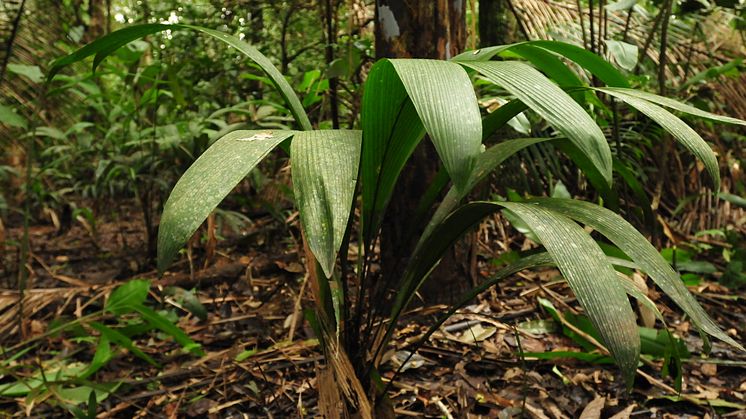 Från kartläggningen av palmer i Amazonas