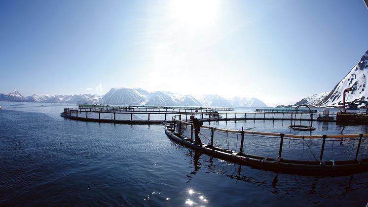 Cermaq continues leadership in transparent sustainability reporting 
