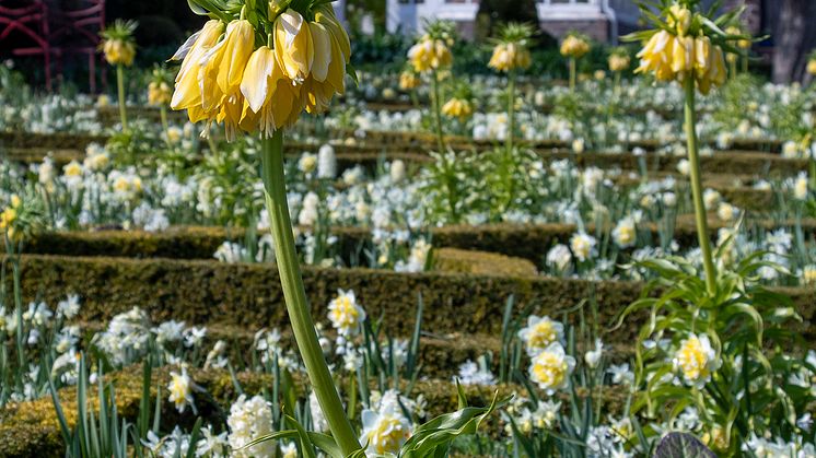 Vårflor