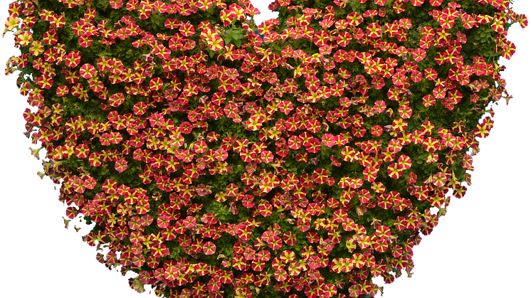 Ser du det enskilda hjärtat i det mönster som bildas i blomman?