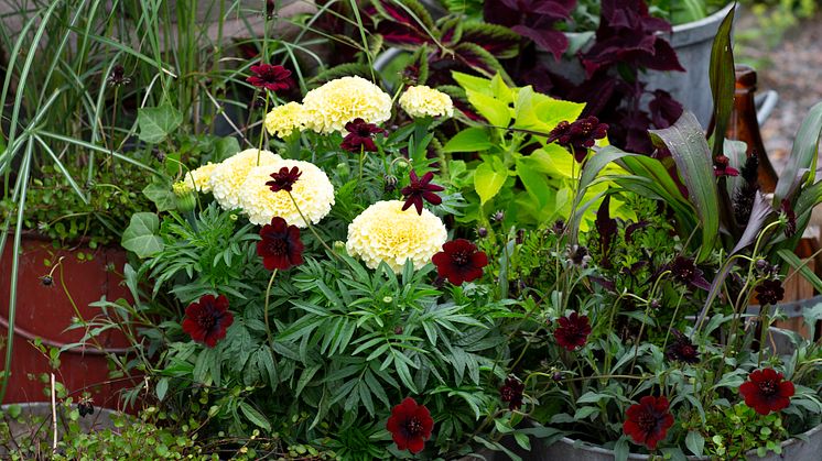 HR7_Chokladskära Tagetes Vanilla Miscanthus Muehlenbeckia Plectranthus 1