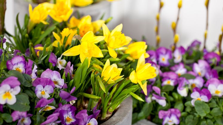 Disse blomstene kan du plante ute allerede nå