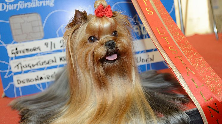 Yorkshireterrirern Debonaire's Hold Me Now från Alingsås är Årets Utställningshund 2015