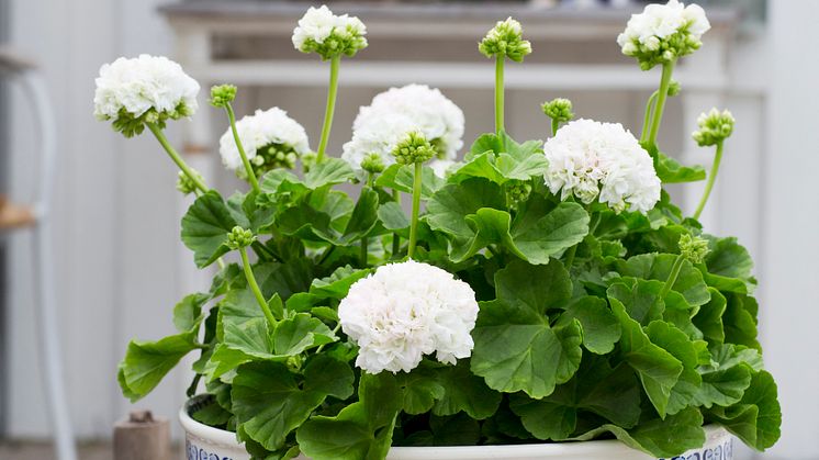 Pelargonium ´Kronprinsesse Mary´