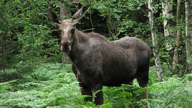 Jakttider på älg i Dalarna bestäms för tre år framåt 