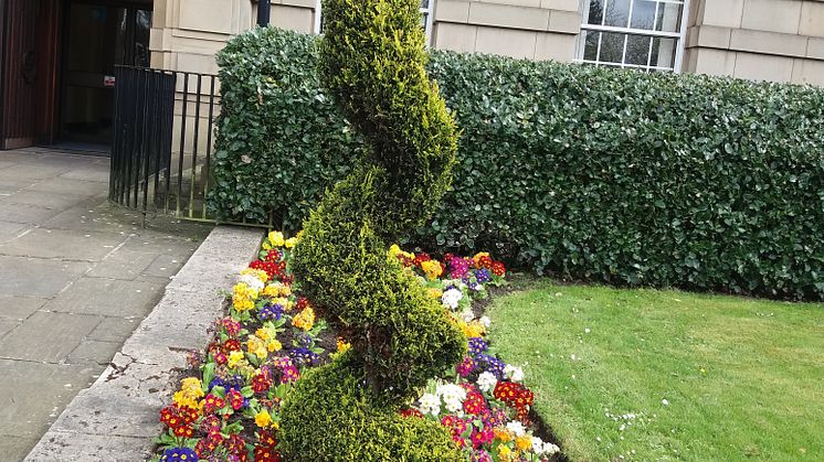 The remaining spiral conifer